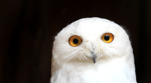 Animal shots of the week